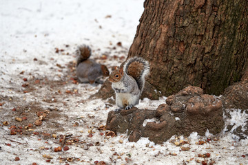 couple of squirrels eating hazelnuts in the snow