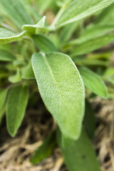 Green Leaves of Plant