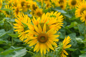 Blooming bright yellow sunflowers on a field
