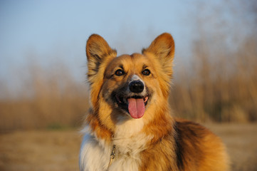 Welsh Pembroke Cogi dog outdoor portrait