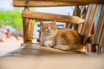 cat sitting on wooden bench