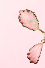 pink leaf on pink background
