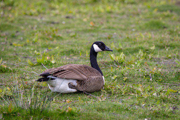 Naklejka na ściany i meble A canada goose rests on a grassy patch in the wetlands, canterbury, New Zealand