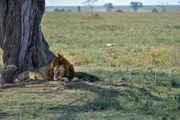 Male lion sleeping in the Serengeti National Park, Tanzania.