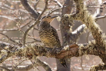 Chilean Flicker looking where to fly