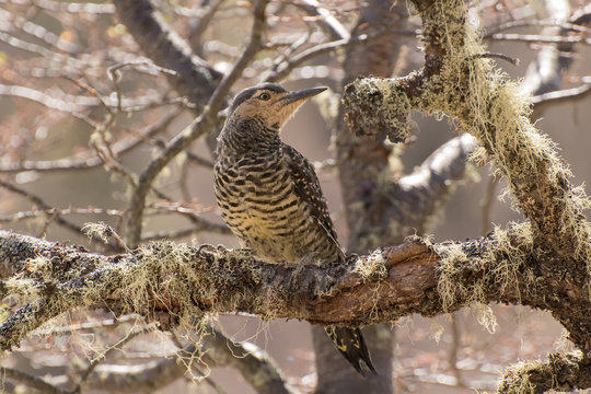 Chilean Flicker looking where to fly