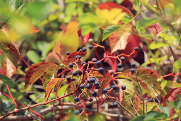 wild creeper fruit in autumn