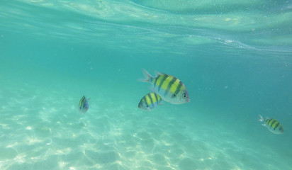 Naklejka na ściany i meble Underwater Colorful Fish