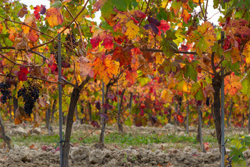 Fall colors. Colorful vineyards at the beginning of autumn in the Monferrato hills (Piedmont, Italy).
