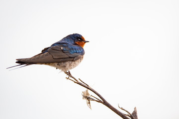 A swallow perches on a branch before going back to its nest 