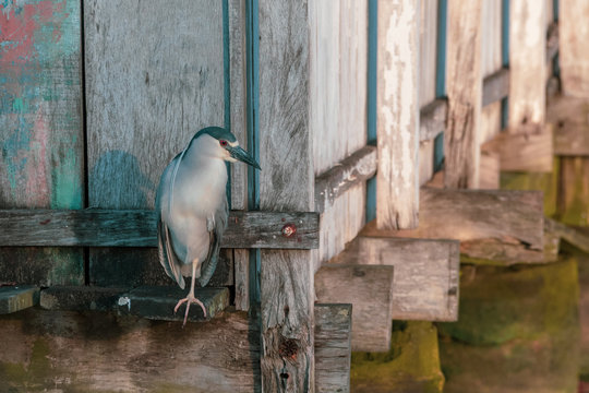 Great blue hern seems to be hiding behind a fisherman's shack