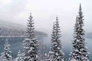 Snow Covered Spruce Trees by Mountain Lake