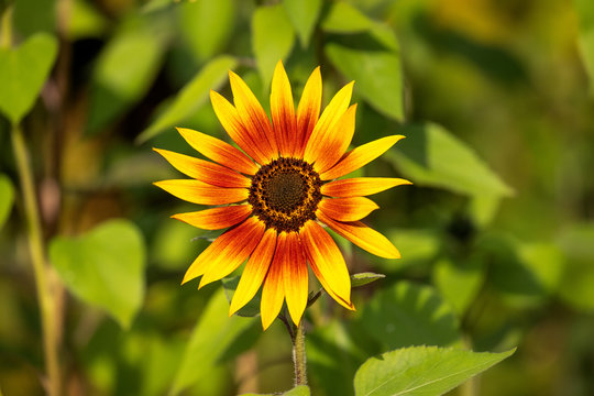 Sunflower open, its petals are yellow and orange. Green leefs are in the background