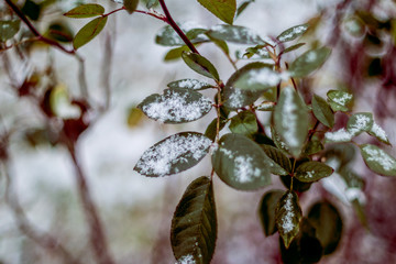 Green leaf in fresh snow symbolizing new life.