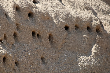 Closeup of Sand Martin Nests in a hillside