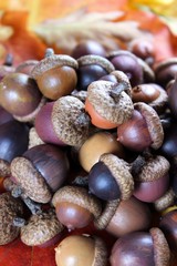 Beautifully Colored Acorns Gathered on Top of  Autumn Leaves