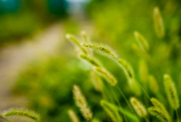 Captured in Hangzhou Xixi Wetland scenery