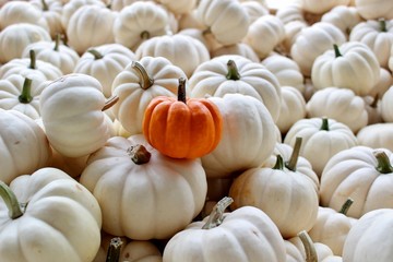 One Tiny Orange Pumpkin Lying on Top of  Group of Tiny White Pumpkins