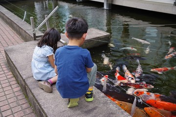 鯉に餌をあげる子供
