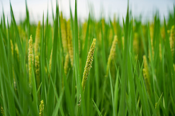 Rice that will mature