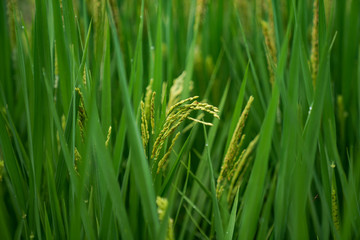 Rice that will mature