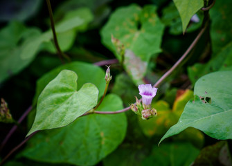 Captured in Hangzhou Xixi Wetland scenery