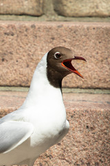 Close up of head and breast of black-headed gull in summer in Turku, Finland.
