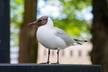Obraz premium Black-headed gull stands watch in Turku, Finland, in summer.