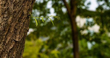 Captured in Hangzhou Xixi Wetland scenery