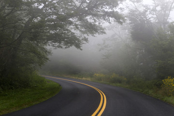 Misty Forest Road