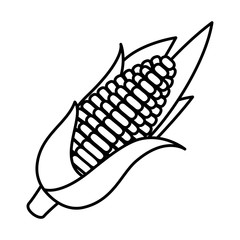 cob of corn vegetable