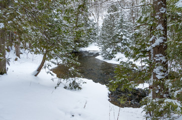 Gently Flowing Stream in Winter Forest