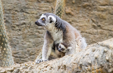 Lemur Family With Baby Cuddle
