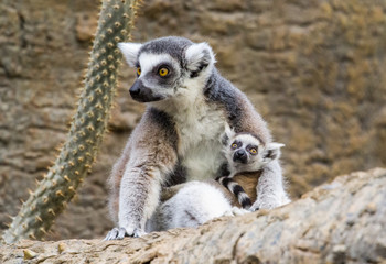 Naklejka na ściany i meble Lemur Family With Baby Cuddle