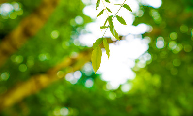 Captured in Hangzhou Xixi Wetland scenery