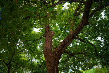 Captured in Hangzhou Xixi Wetland scenery