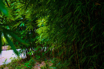 Captured in Hangzhou Xixi Wetland scenery