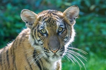 Juvenile Tiger Cub Staring Into Camera, Face Close Up