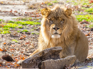 Male Lion Portrait