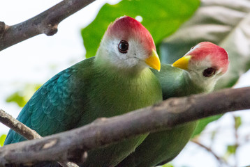 Two green birds with red caps