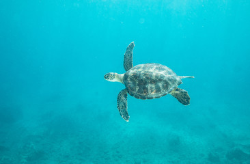 Naklejka premium Hawaiian Green Sea Turtle