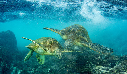 Hawaiian Green Sea Turtle