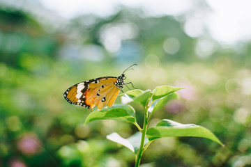 Closeup monarch butterfly on flower n blurred yellow sunny background, Copy space for your text.