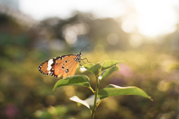 Closeup monarch butterfly on flower n blurred yellow sunny background, Copy space for your text.