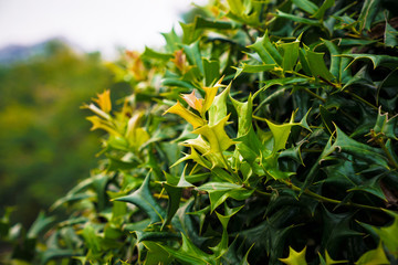 Captured in Hangzhou Xixi Wetland scenery