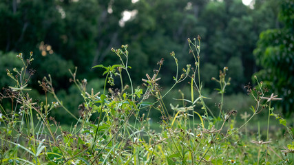 flowers in the grass