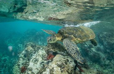 Naklejka na ściany i meble Hawaiian Green Sea Turtle