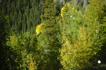 Aspen trees in the mountains of Colorado changing fall colors on a mountain pass