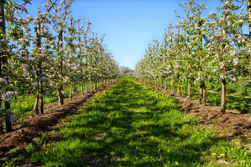 Apfelplantage in der Blüte