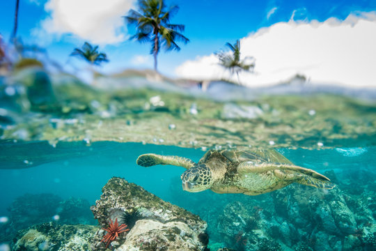 Hawaiian Green Sea Turtle